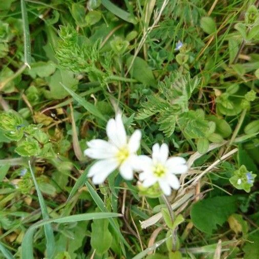 Moehringia pentandra Blüte