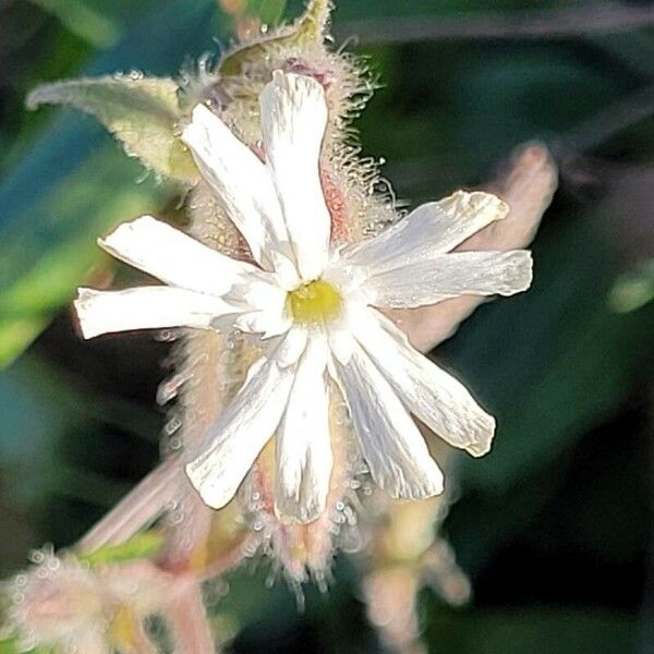 Silene noctiflora Virág