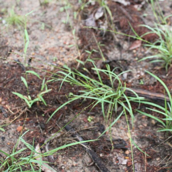 Setaria brownii Natur