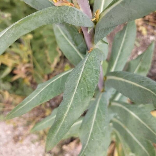 Isatis tinctoria Folla