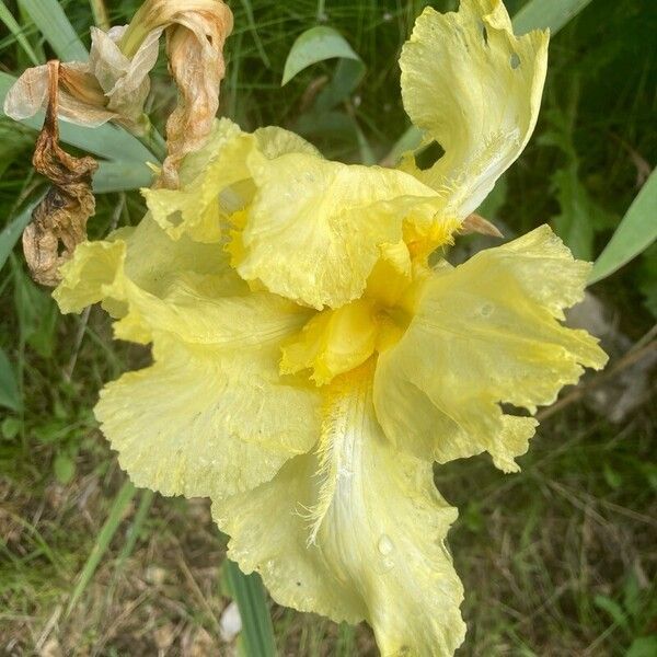 Iris barbatula Kukka