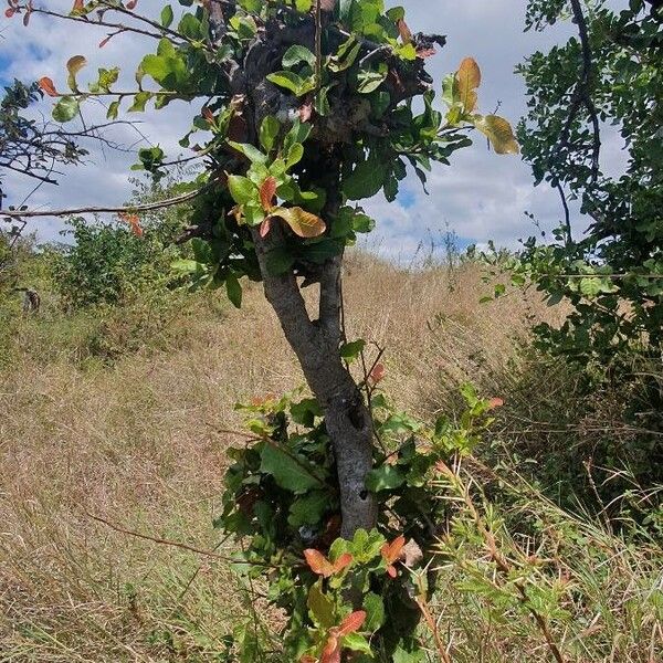 Pappea capensis Hábitos