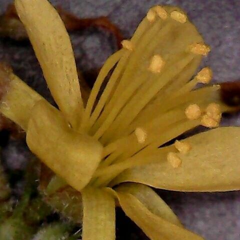 Triumfetta rhomboidea Flower
