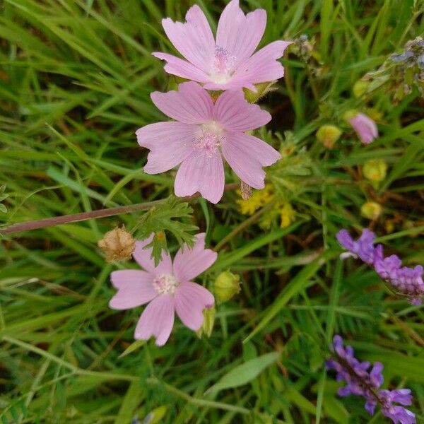 Malva moschata പുഷ്പം