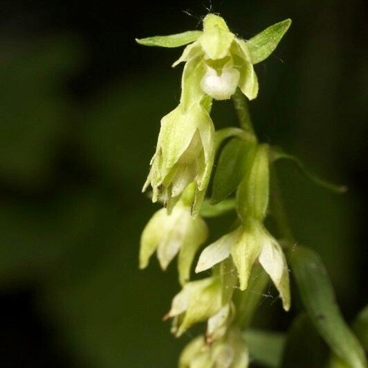 Epipactis phyllanthes फल