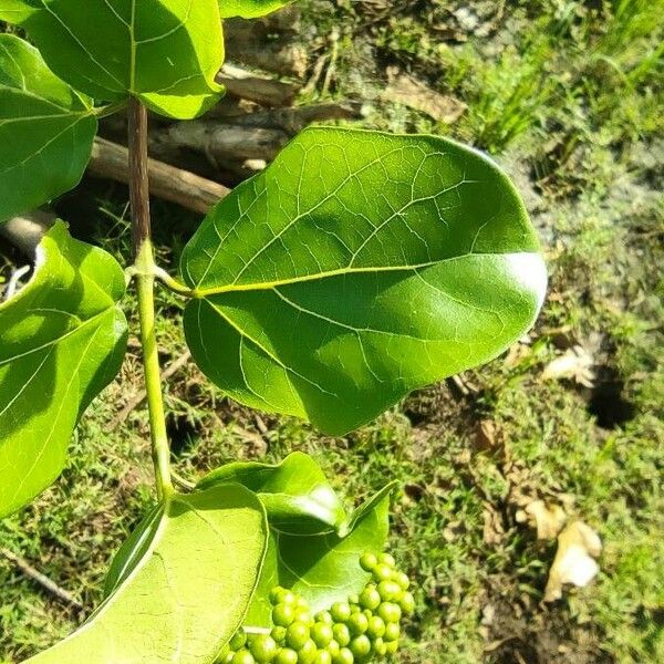 Premna serratifolia Φύλλο