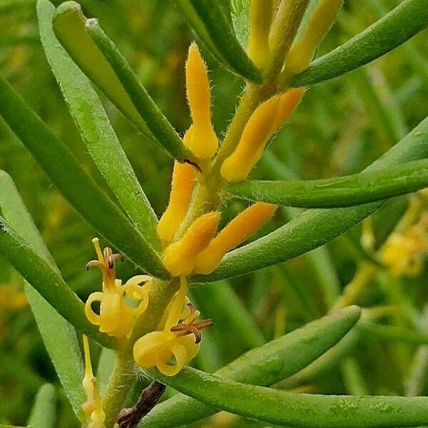 Persoonia mollis 花