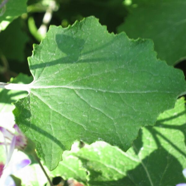 Pericallis lanata Leaf