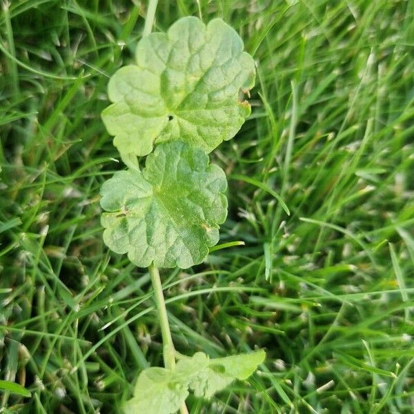 Hydrocotyle sibthorpioides Folha