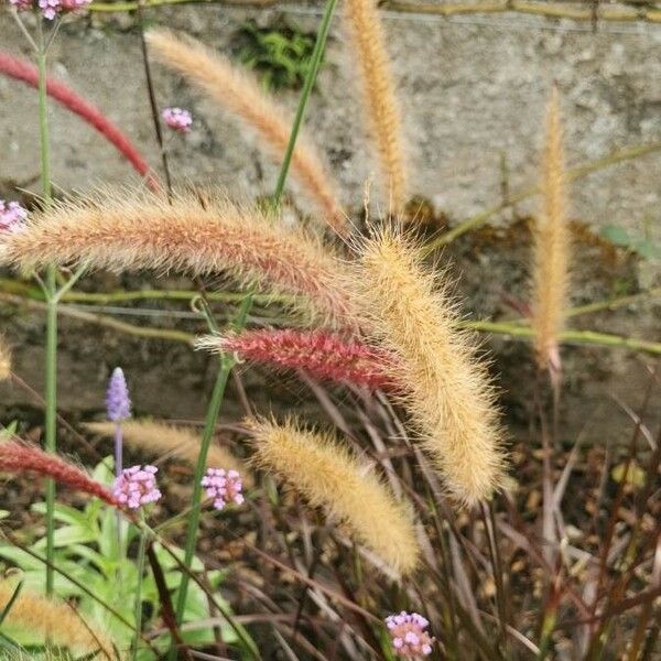 Setaria parviflora Blüte