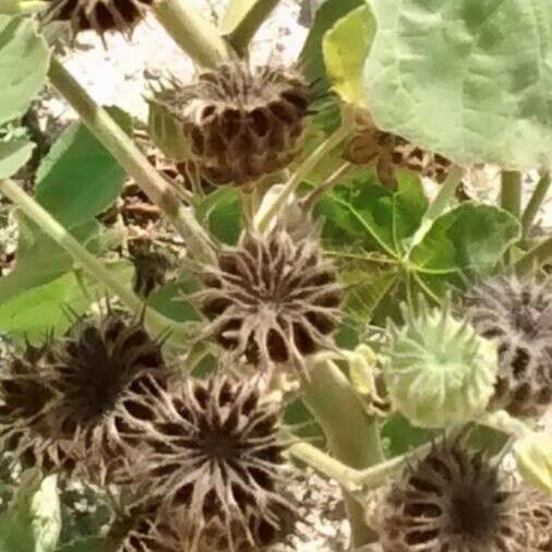 Abutilon theophrasti Плід