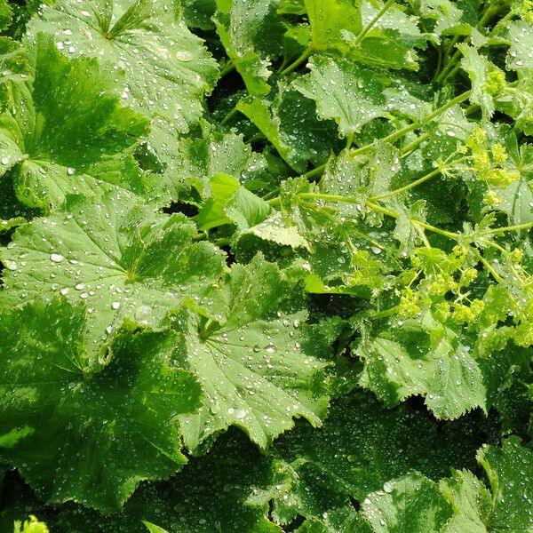 Alchemilla xanthochlora Hoja