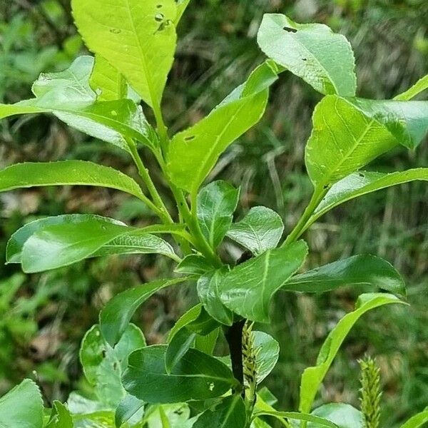 Salix glabra 葉