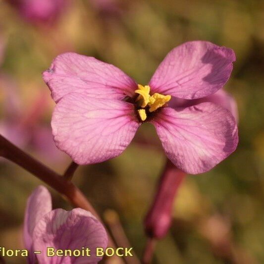 Moricandia moricandioides Fiore