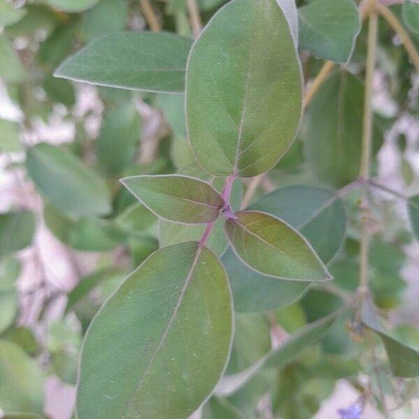 Vitex trifolia Листок