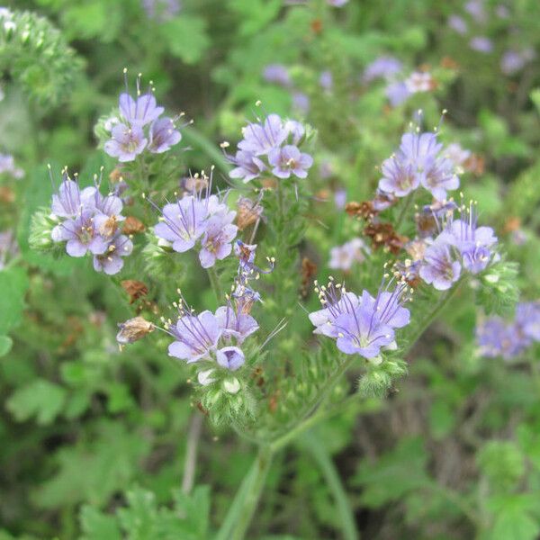 Phacelia congesta Flower