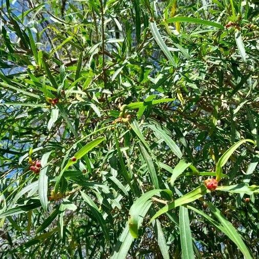 Salix humboldtiana Leaf