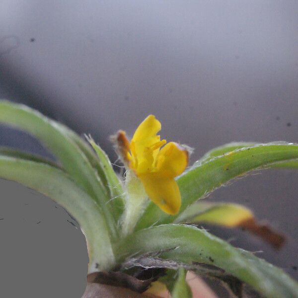 Hypoxis angustifolia Yaprak