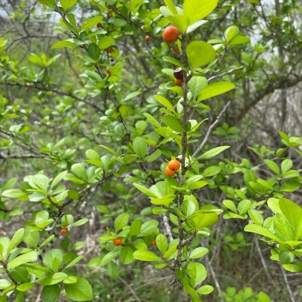 Ilex decidua Blatt