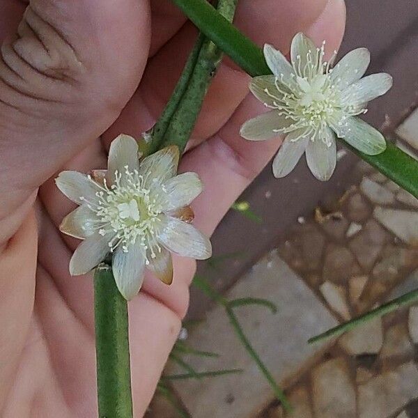 Rhipsalis grandiflora Flower