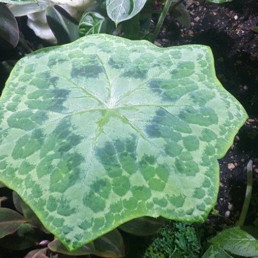 Podophyllum cv. 'Kaleidoscope' Ліст