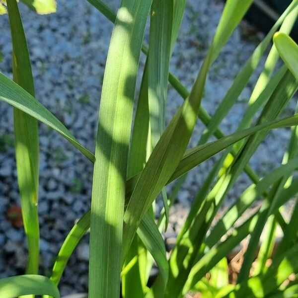 Narcissus tazetta Leaf