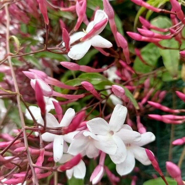 Jasminum officinale ᱵᱟᱦᱟ