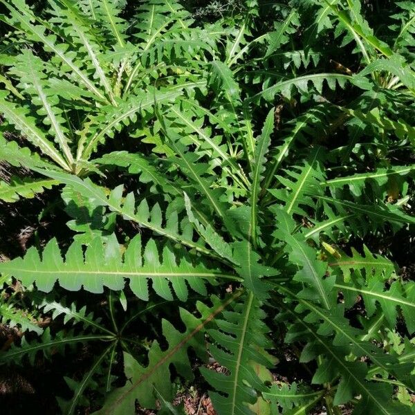 Sonchus congestus Fuelha