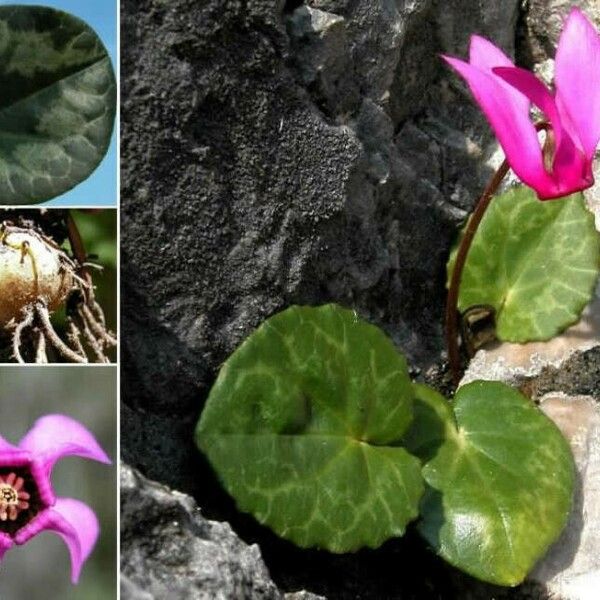 Cyclamen purpurascens पत्ता