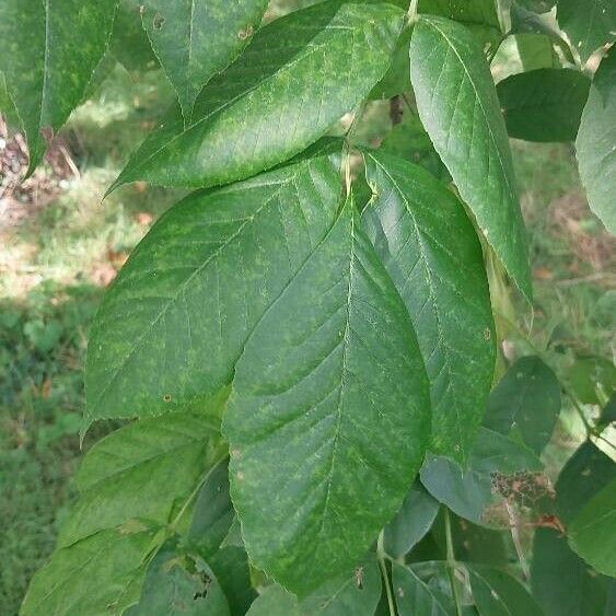 Fraxinus pennsylvanica برگ