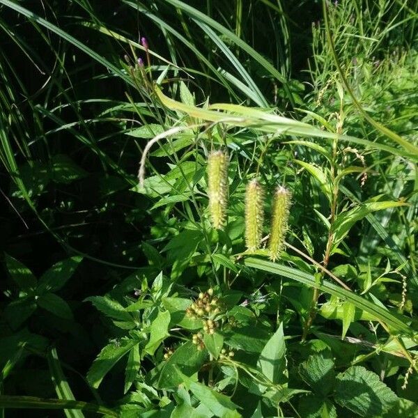 Carex pseudocyperus ᱵᱟᱦᱟ