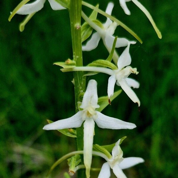 Platanthera bifolia Цвят