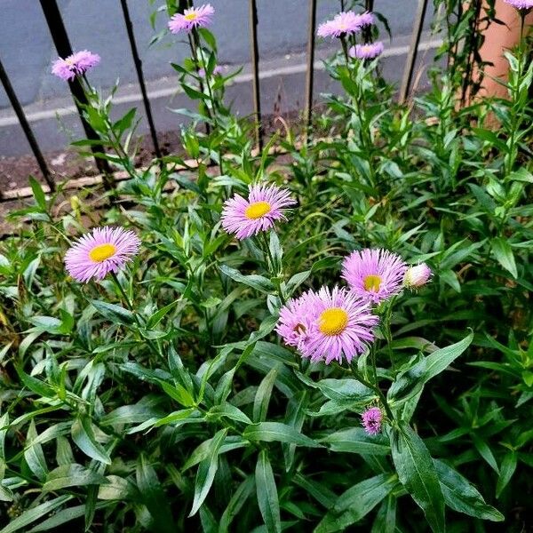 Erigeron speciosus Συνήθη χαρακτηριστικά