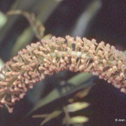 Aeridostachya robusta Fruit