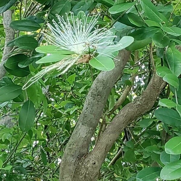 Morisonia flexuosa Цветок
