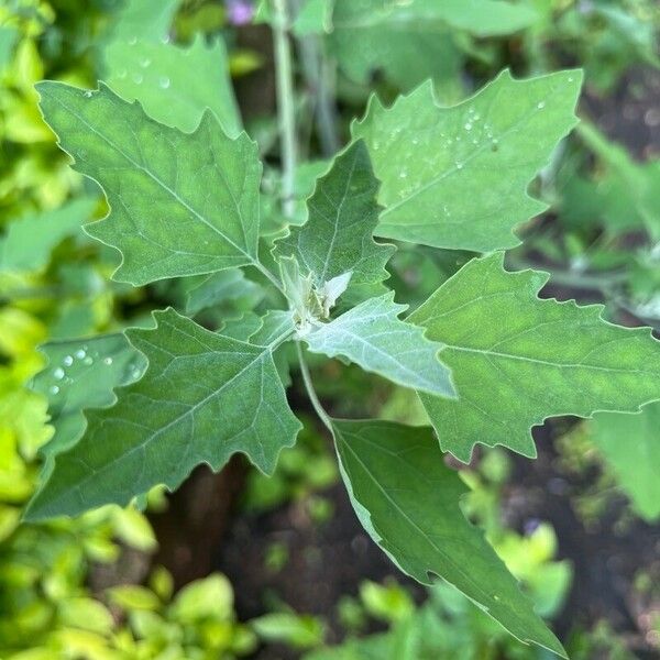 Chenopodium quinoa Folio