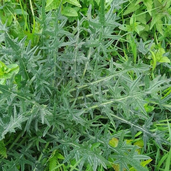 Cirsium vulgare Hoja