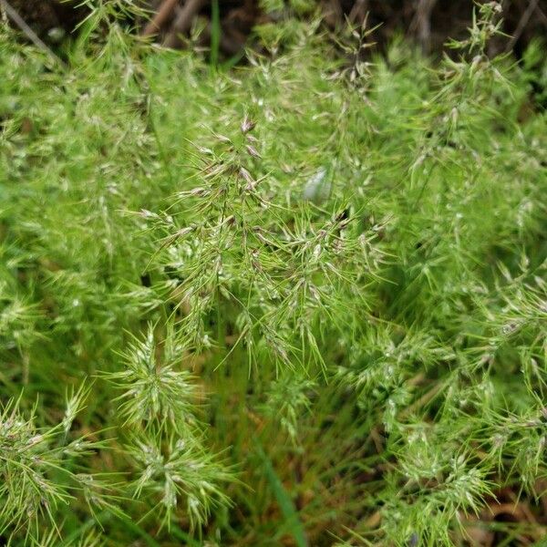 Poa bulbosa Кветка