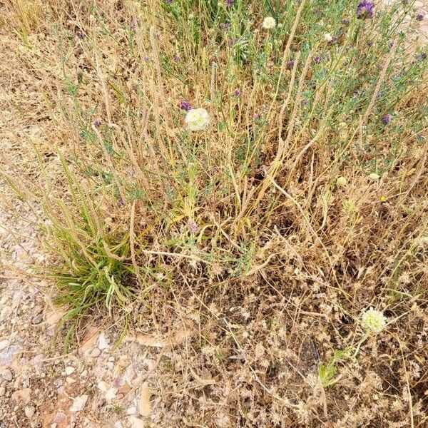 Lomelosia stellata Habit