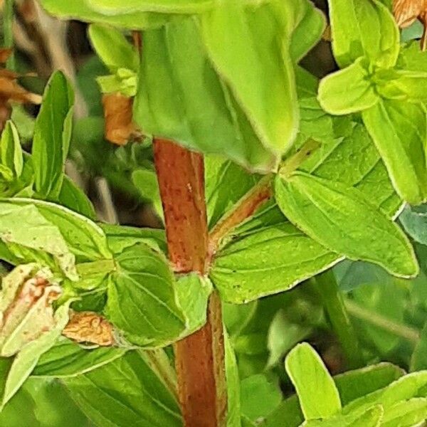 Hypericum tetrapterum Kaarna