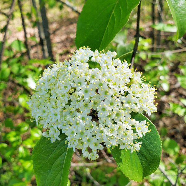 Viburnum rufidulum Λουλούδι