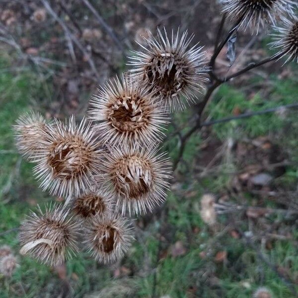 Arctium minus Fruit