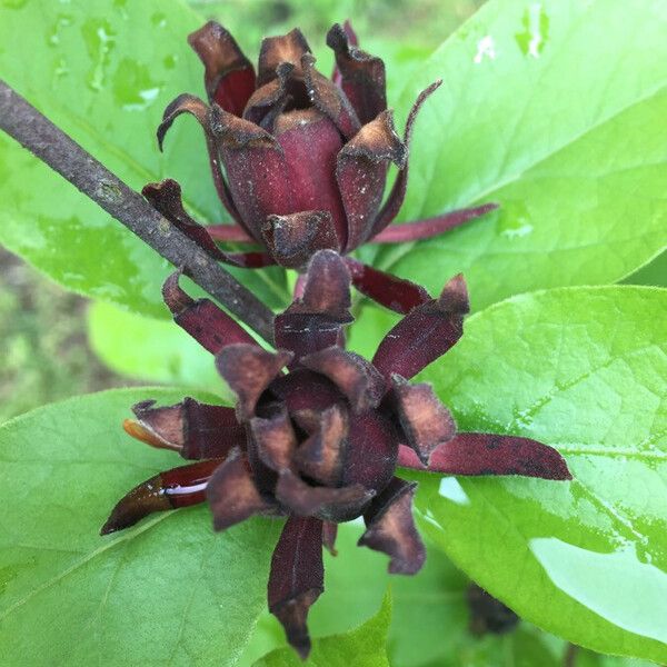 Calycanthus floridus Flors