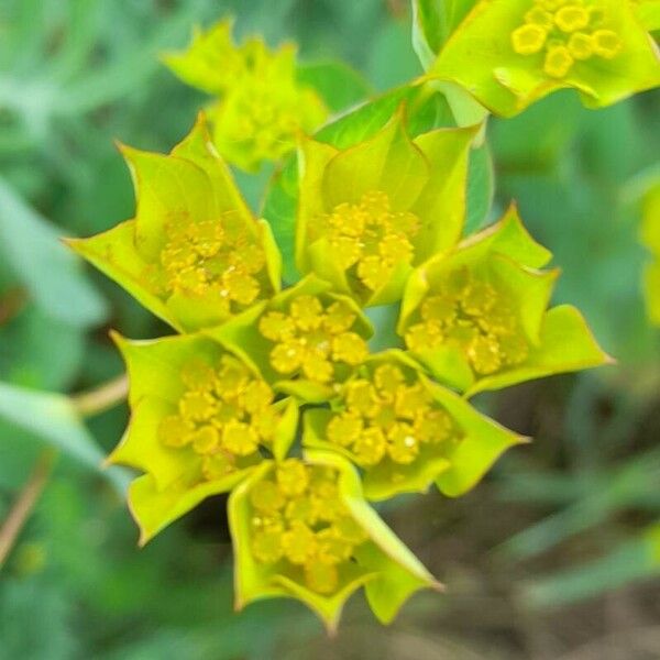 Bupleurum rotundifolium Kwiat