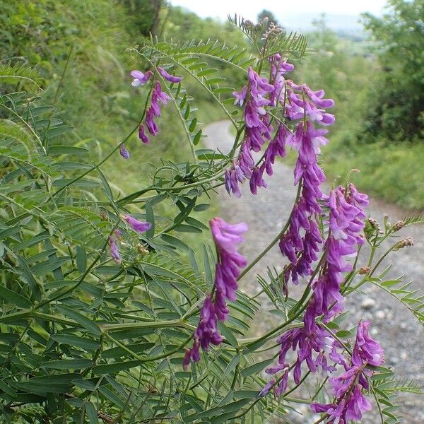 Vicia tenuifolia Habit