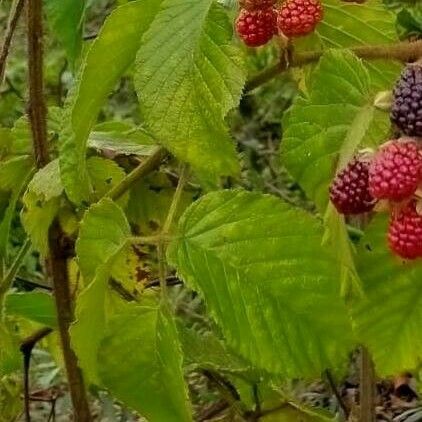 Rubus occidentalis برگ