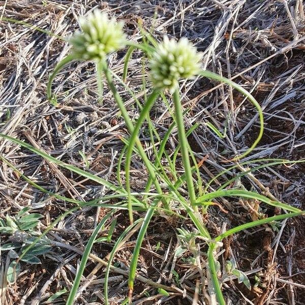 Cyperus niveus Blad