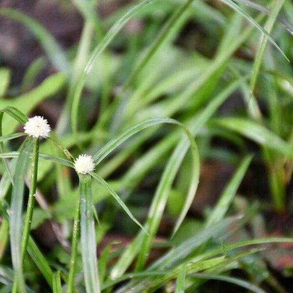 Cyperus brevifolius Fleur