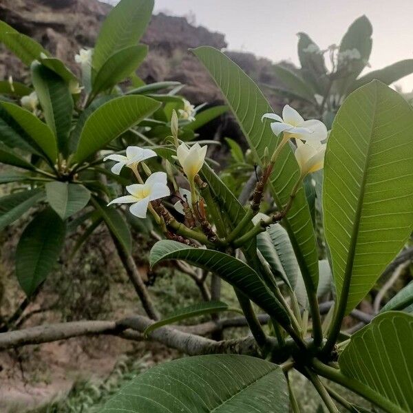 Plumeria alba Flor