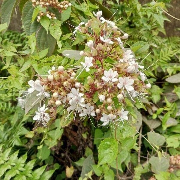 Clerodendrum infortunatum Virág